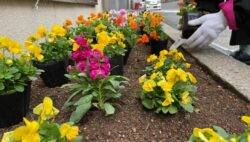 先日、リハビリ訓練として、患者様と一緒に花壇にオハナを植えました～！！