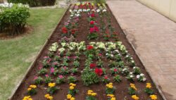 南館の花壇植え替えました!