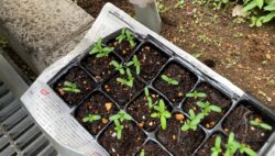 マリーゴールド日記②　発芽しました