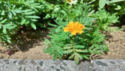 マリーゴールド日記④　花が咲きました