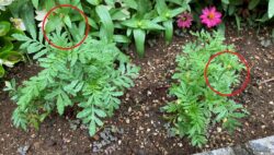 マリーゴールド日記③　蕾が咲きました