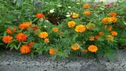 マリーゴールド日記⑤ オレンジガーデニングプロジェクトって？