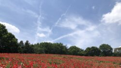 院外レク・昭和記念公園に行ってきました