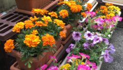 南3階病棟の花壇🌼