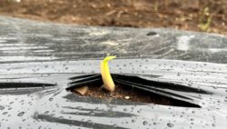 平川実習農場の経過⑥