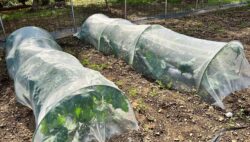 平川実習農場の経過⑦