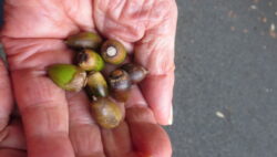 小さい秋を見つけに行きました