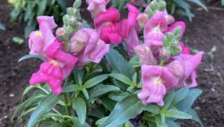 キンギョソウ（金魚草）