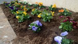 売店前の花壇🌼