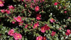 お散歩と作品紹介