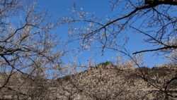 高尾梅郷観梅ツアー