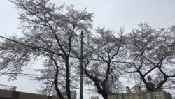 平川も春爛漫です🌸