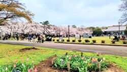お花見・小金井公園