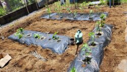 農園でのプログラムが始まりました！