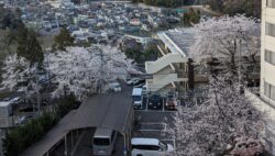 当院敷地内の桜が満開です。