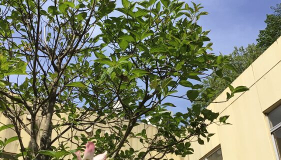 中庭日和のこのごろ