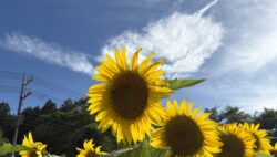 ひまわりが咲きました🌻