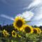 ひまわりが咲きました🌻