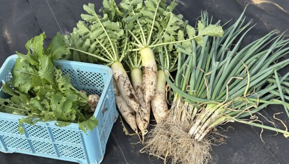 今年も収穫の時期がやってきました