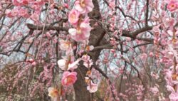 観梅2026 府中郷土の森