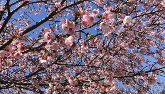 土曜デイケア☀️ピクニック☀️