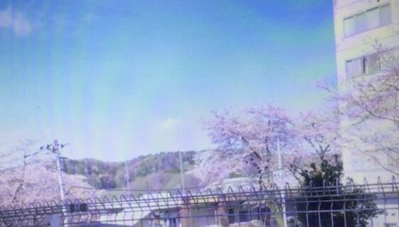 散歩日和🚶☀️