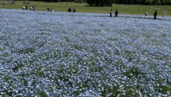 昭和記念公園に行ってきました🌷