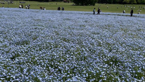 昭和記念公園に行ってきました🌷