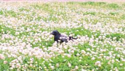 2026.4.24 神代植物公園
