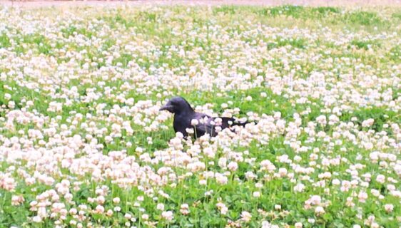 2026.4.24 神代植物公園
